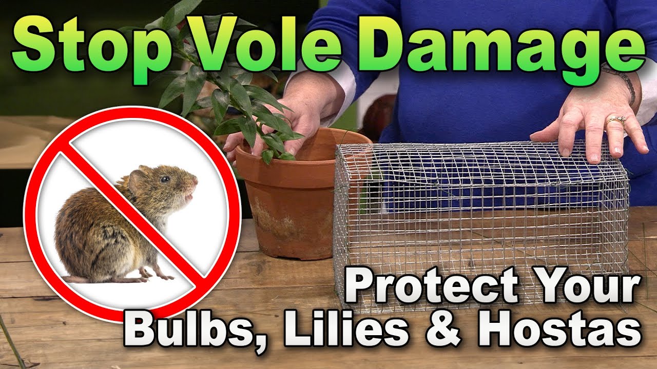 Save Your Plants from Hungry Voles: Build a Bulb Cage