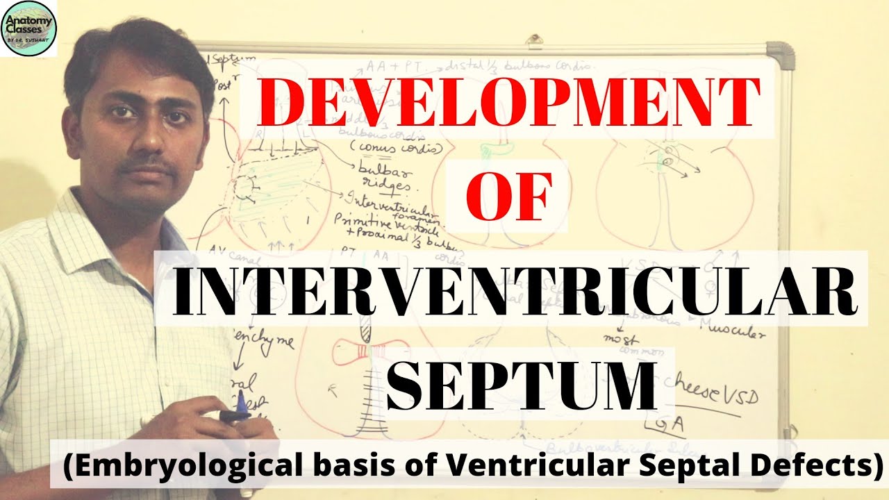 DEVELOPMENT OF INTERVENTRICULAR SEPTUM | VSD