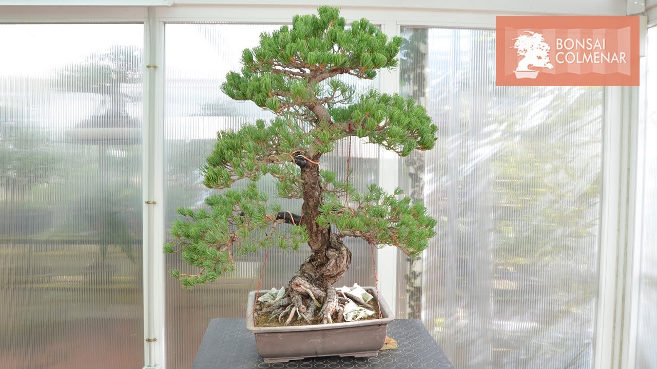 Tensores - Bonsai Colmenar