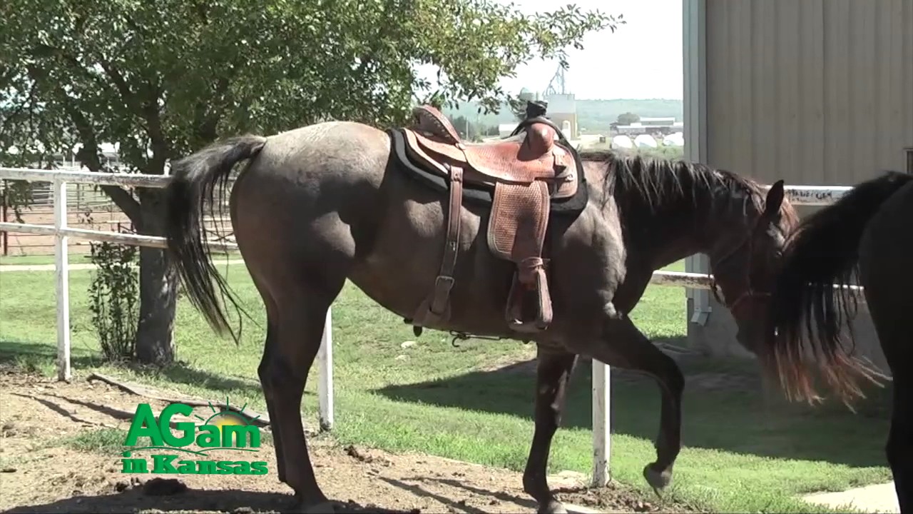 AGam in Kansas - Dr. Kerby Weaver Discusses Equine Vaccines -  March 16, 2017