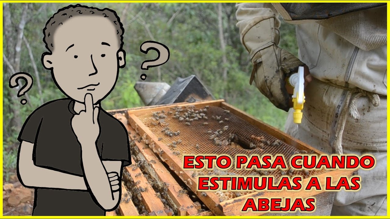 👉COMO INFLUYE LA ALIMENTACION EN LAS ABEJAS 🐝 Apicultura 2020