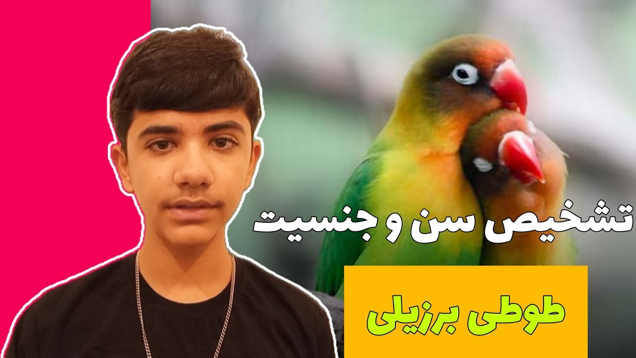 تشخیص سن و جنسیت طوطی برزیلی #طوطی |Brazilian parrot