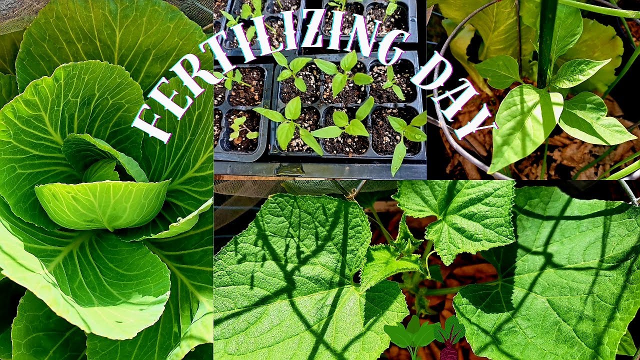 How I Fertilize My Container Garden  🥒🫑🥬🍅🧅🥕#growingincontainers #growfoodathome 