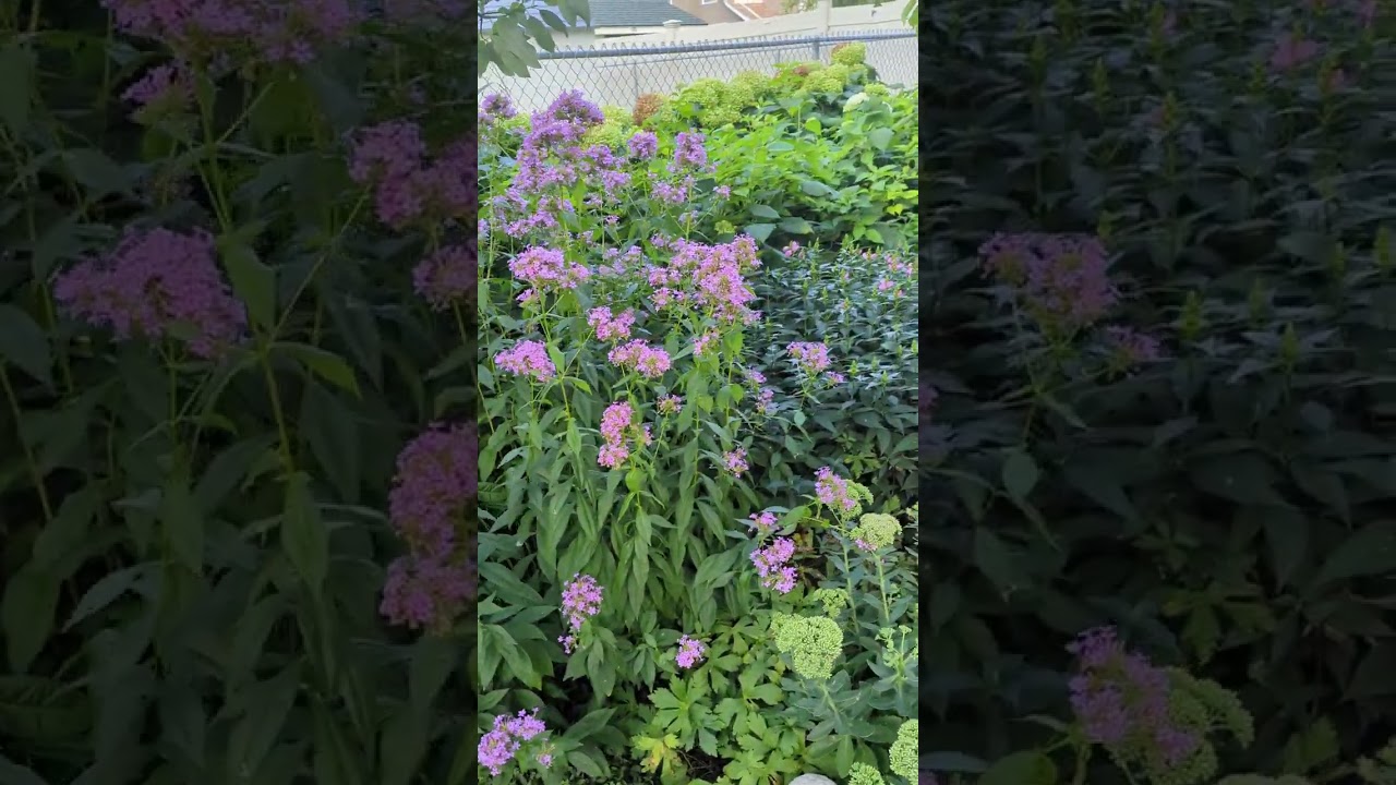 Bob's garden walk through