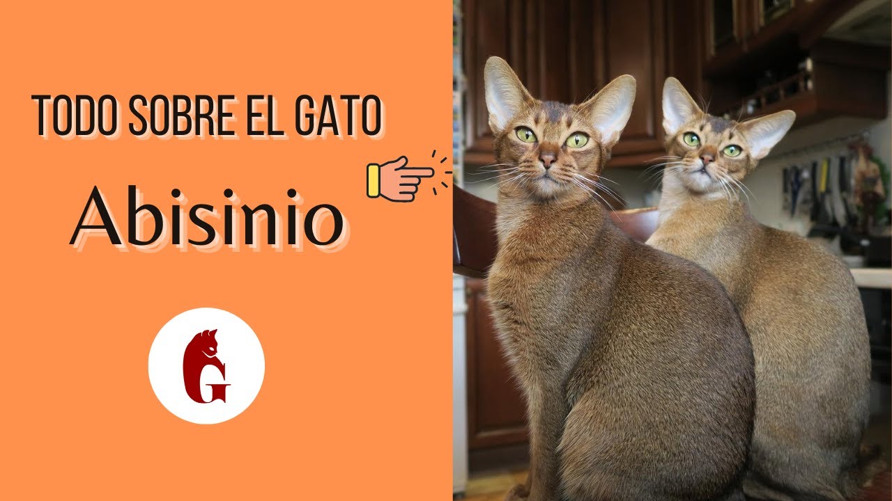 El Gato Abisinio 😻 en Detalle