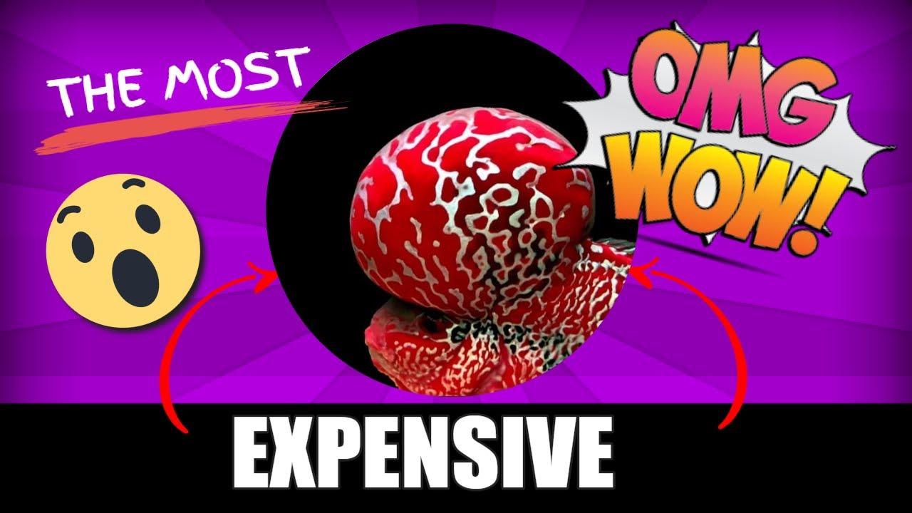 THE MOST EXPENSIVE MAN MADE FISH SOLD ON EARTH