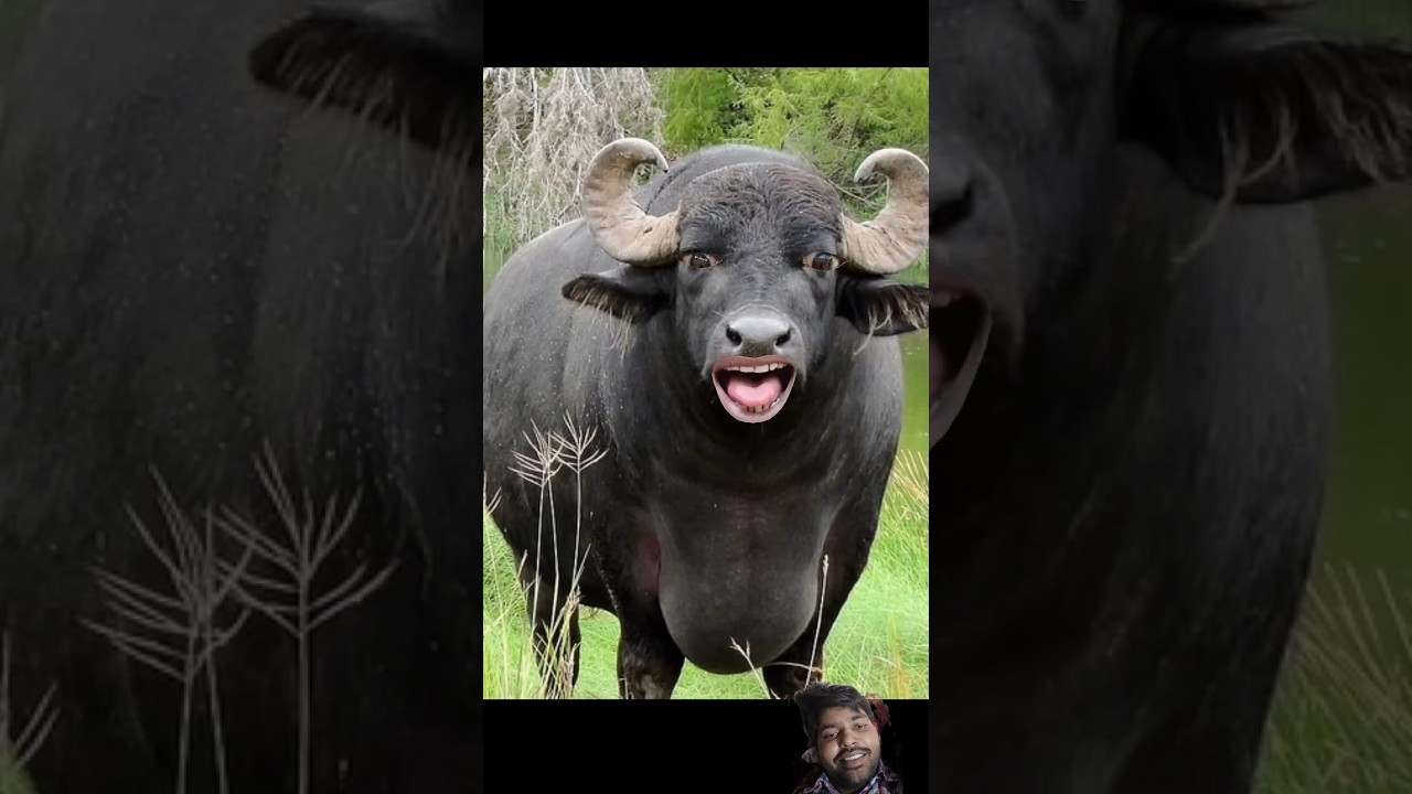 bada bhains Pani lao re#funny #video #viral 😆