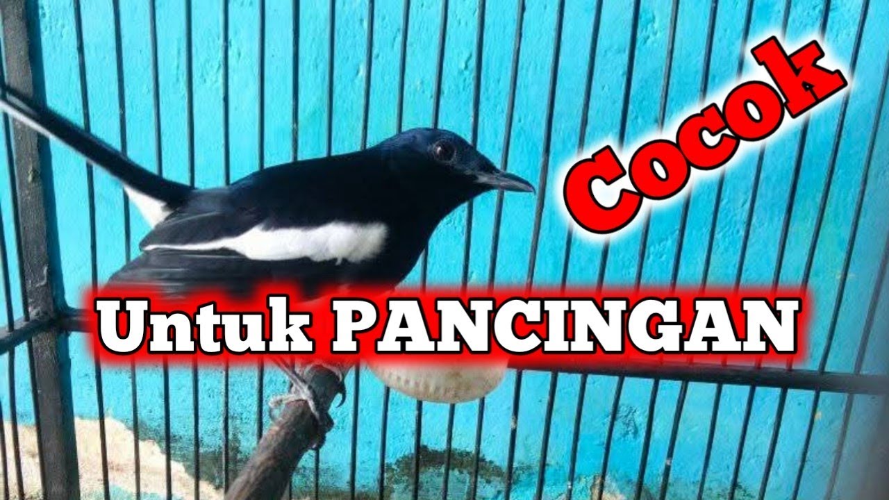 Suara burung kacer jernih