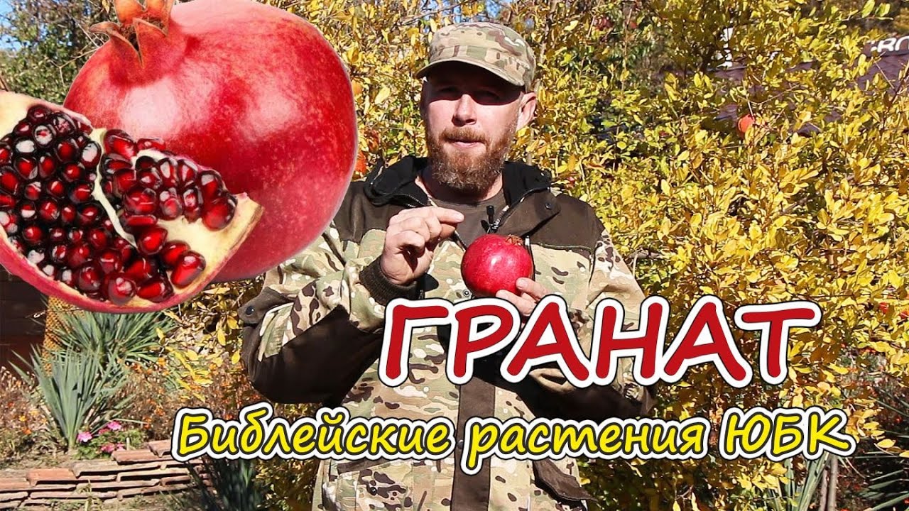 О крымских растениях в Библии | #ГРАНАТ |