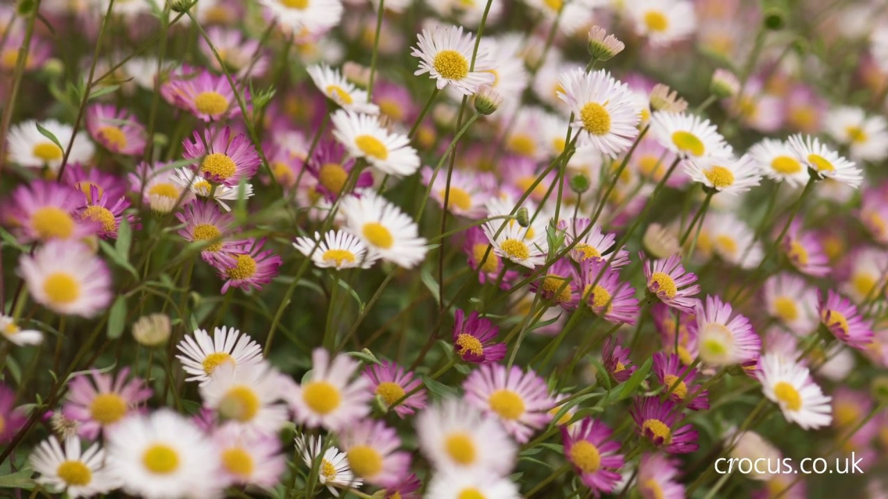 Long flowering plants