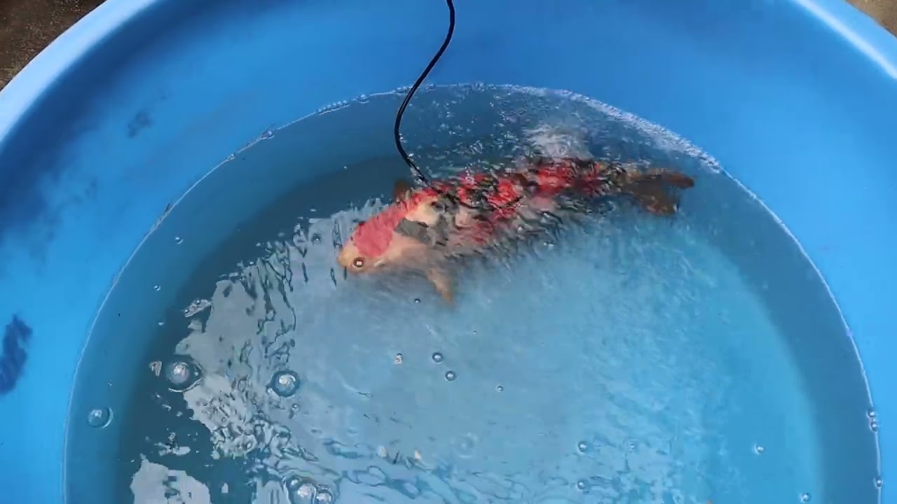 越冬明け間近の病魚治療