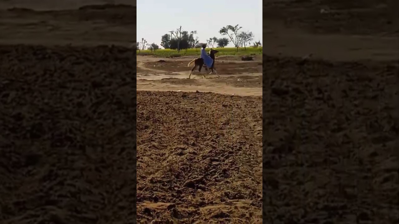 new single footer filly daughter of Markhor horse#balochihorse #pakistan#singlefooter#pacer