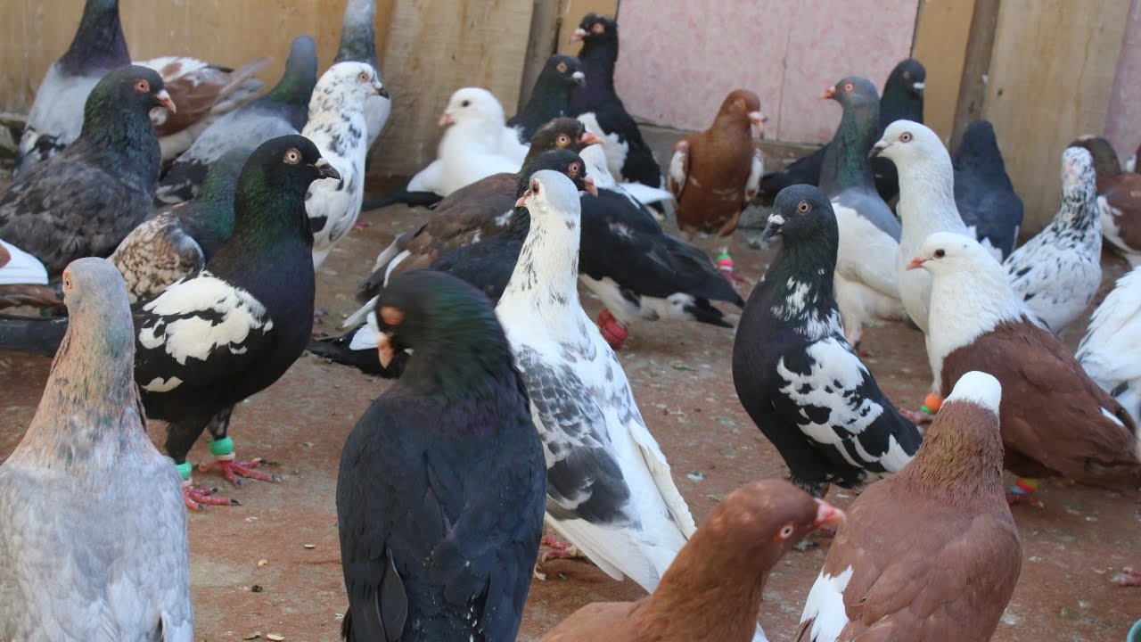 در زمان کوریس برای کفتر چه بدهیم که پر چرب تر بکشد. چهاراهی ترافیک کابل  Afghanistan pigeons Kabul