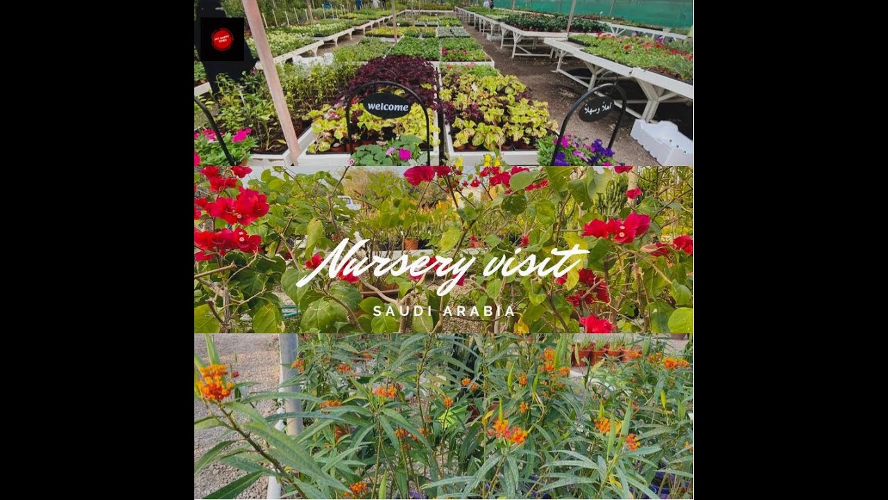 Nursery Visit – Zaid Al Hussain Nurseries, Dammam Jubail Road. Saudi Arabia.