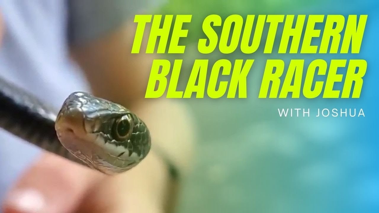 The Southern Black Racer (Coluber constrictor priapus)