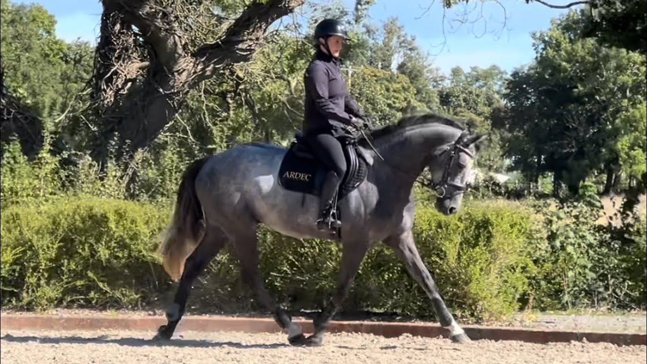 Stunning 15.3hh/16hh 4 year old Gelding