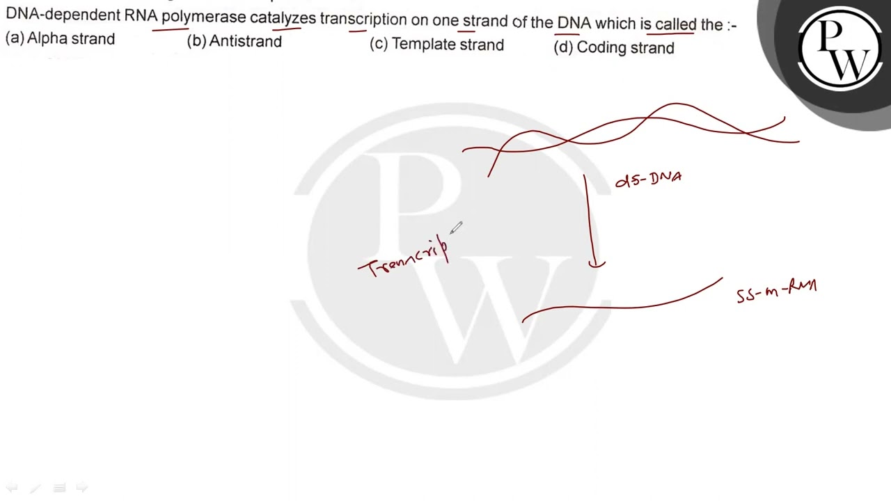 DNA-dependent RNA polymerase catalyzes transcription on one strand of the DNA which is called th...
