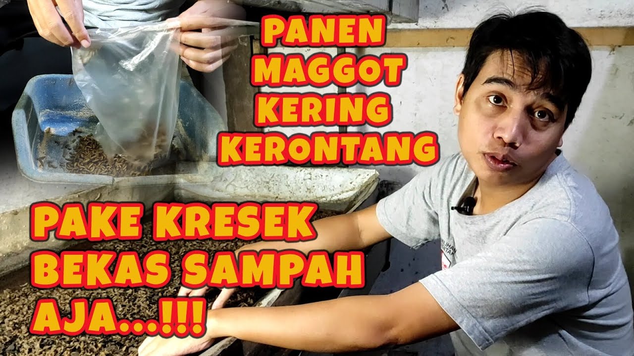 PANEN MAGGOT MEDIA KERING KERONTANG!!!