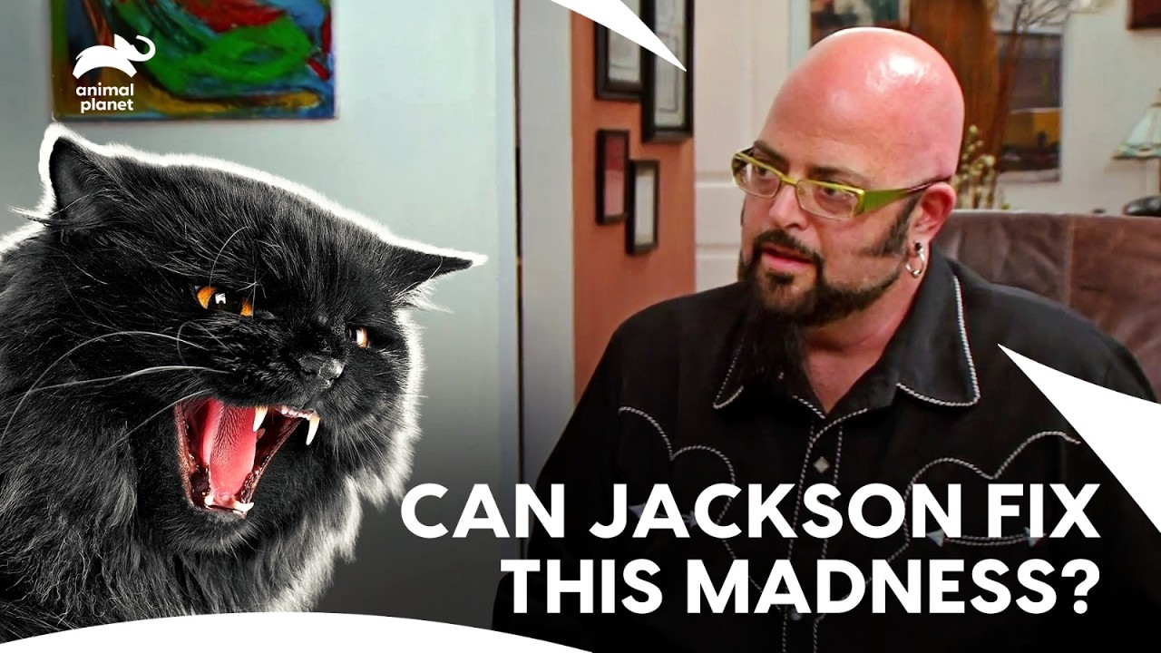 Families Torn Apart by Cat Anger, Can Jackson Restore? | My Cat From Hell S4 E4,5,6,7| Animal Planet