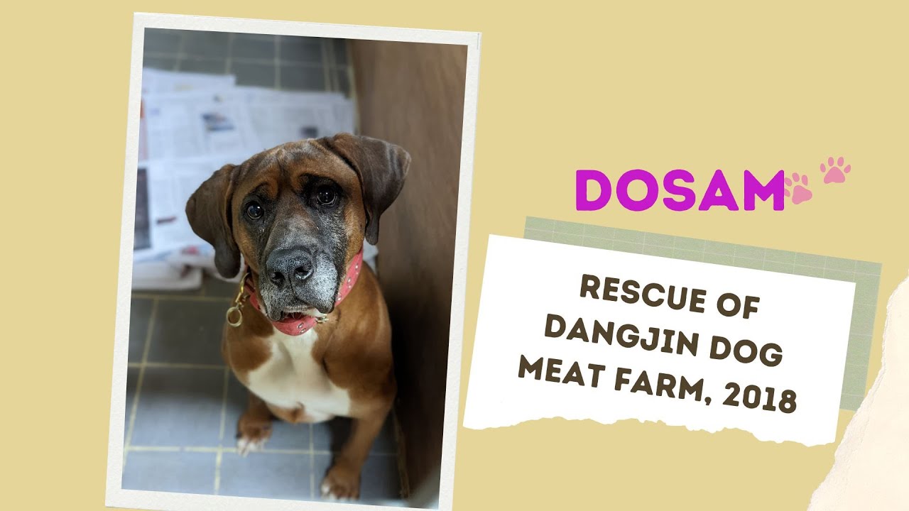 Sponsor a dog today!
