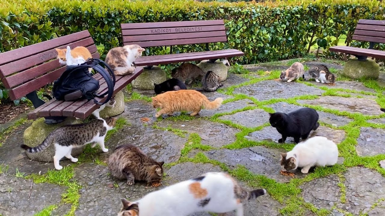 Hundreds of beautiful cats live in this park in Istanbul. I gave them food.