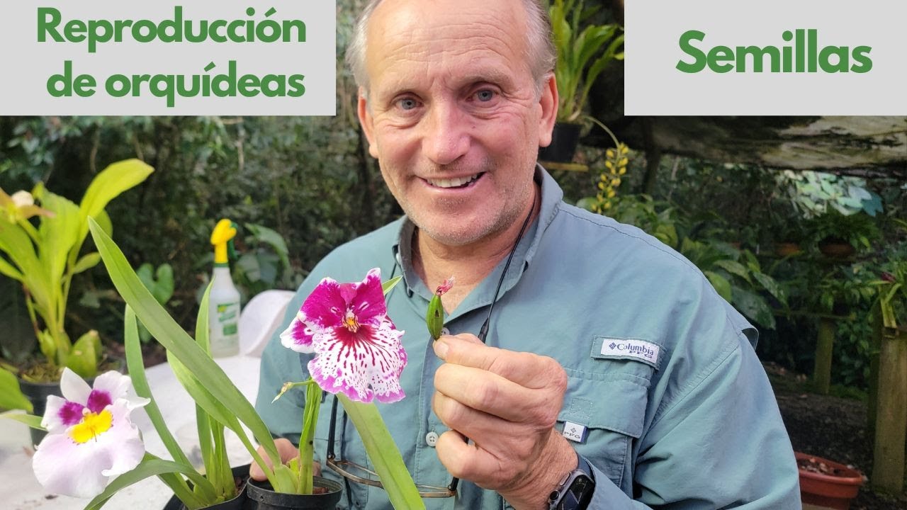 Reproducción de orquídeas por semillas