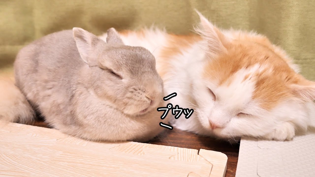 姉うさぎのオナラみたいな寝言に何度もびっくりしちゃう弟ニャンコ