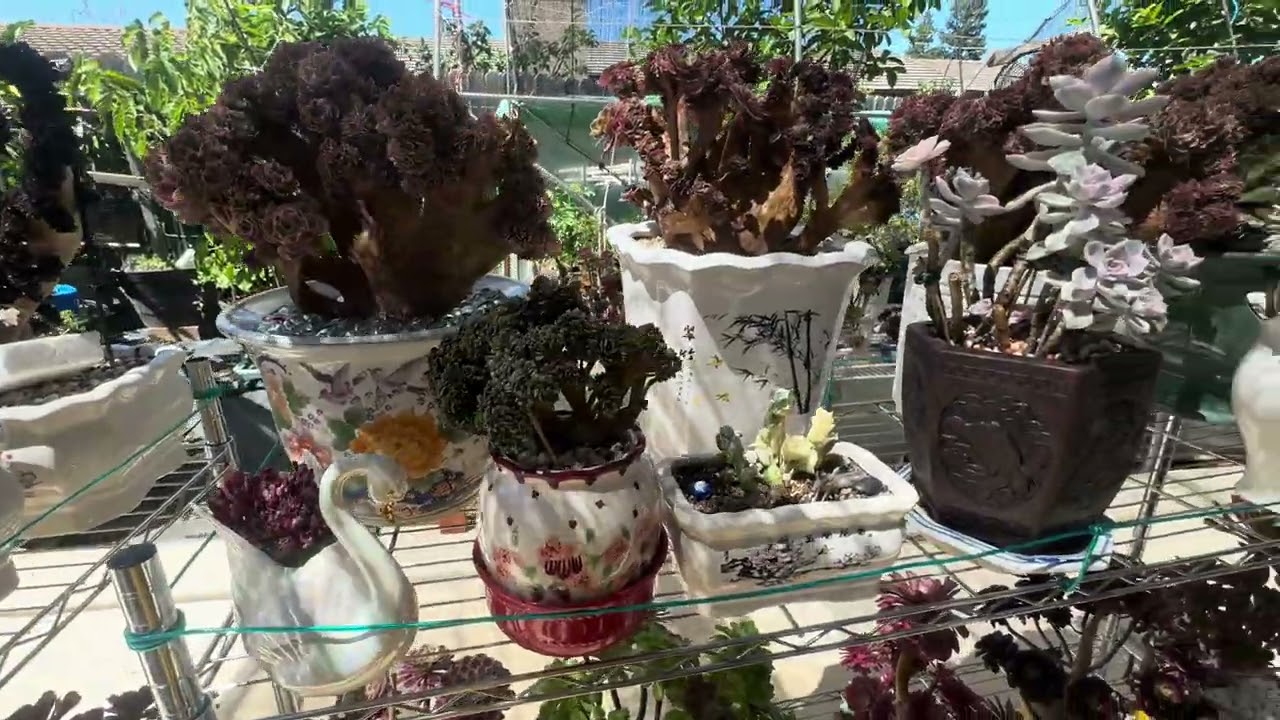 Succulents 12 - Sen đá 12