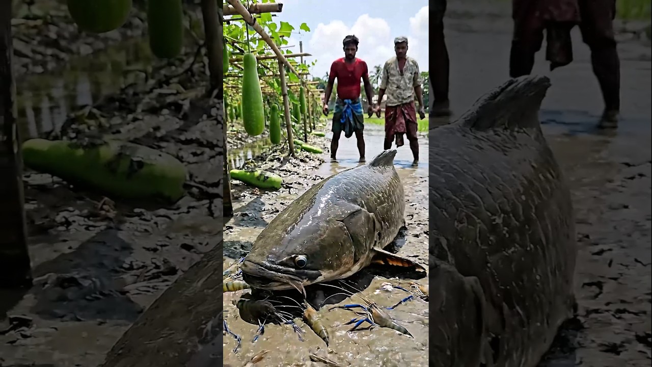 Wow! Amazing Polo Fishing Videos ! Best Big Fish Catching ! Primitive Technique fishing #fish #india
