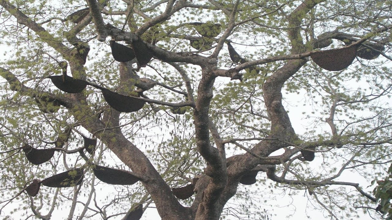 apis dorsata hive| Tree honeybees| The Waggle Dance of apis dorsata