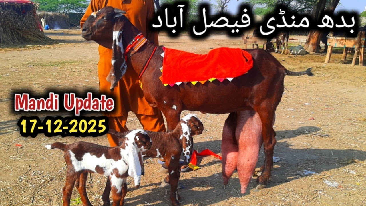 Today Latest Update Faisalabad Bakra Mandi ≡0316.16000.51≡ 17-12-2025