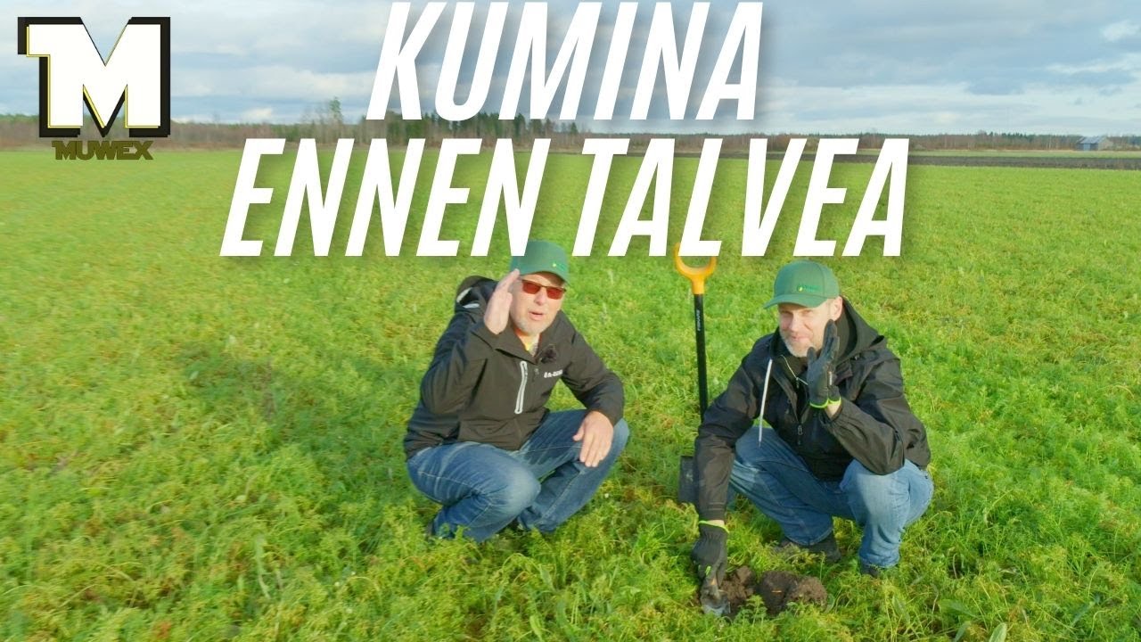Kumina nyt ennen talvea - Mahtaako talvehtia ja ennustetta tulevaan