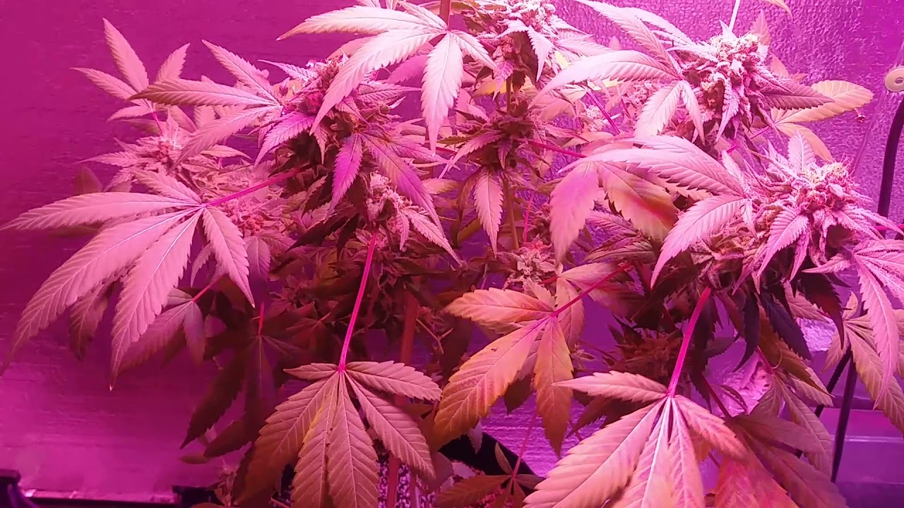 Indoor Grow Chocolate Chunk