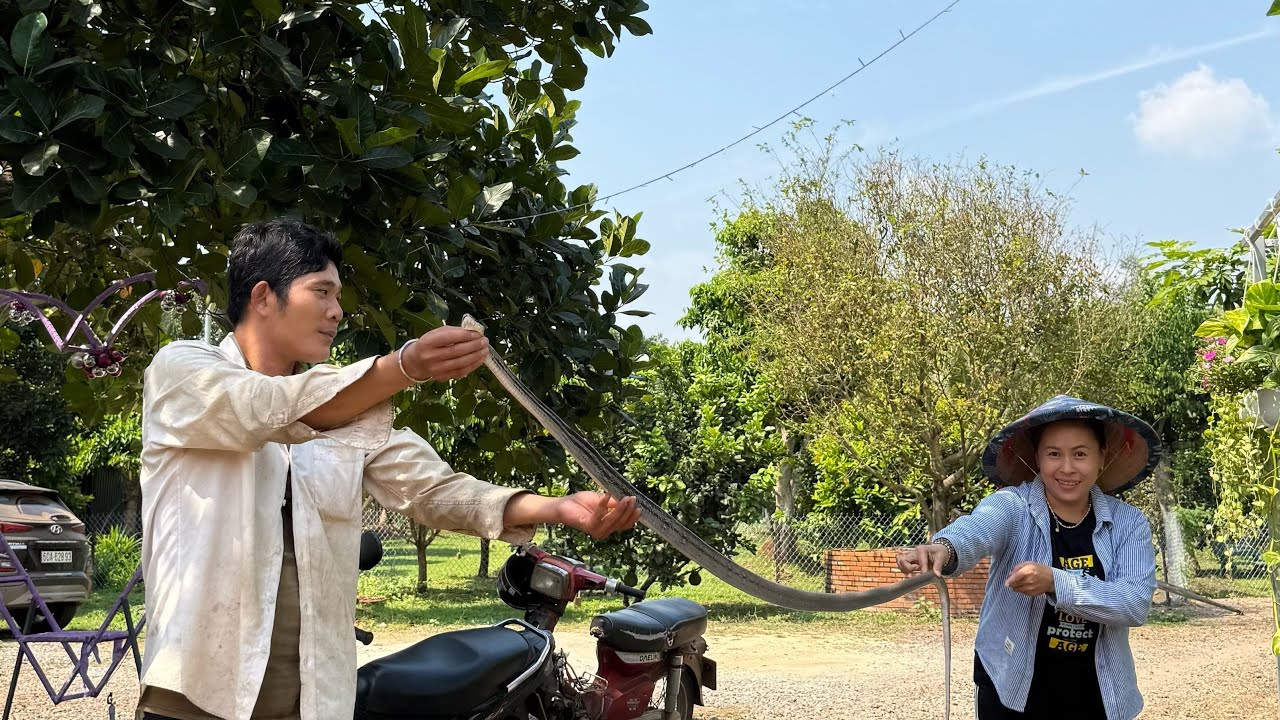 RẮN RỪNG TO LÀM MÓN CÂY NHÀ LÁ VƯỜN/LONG KHÁNH QUÊ EM 