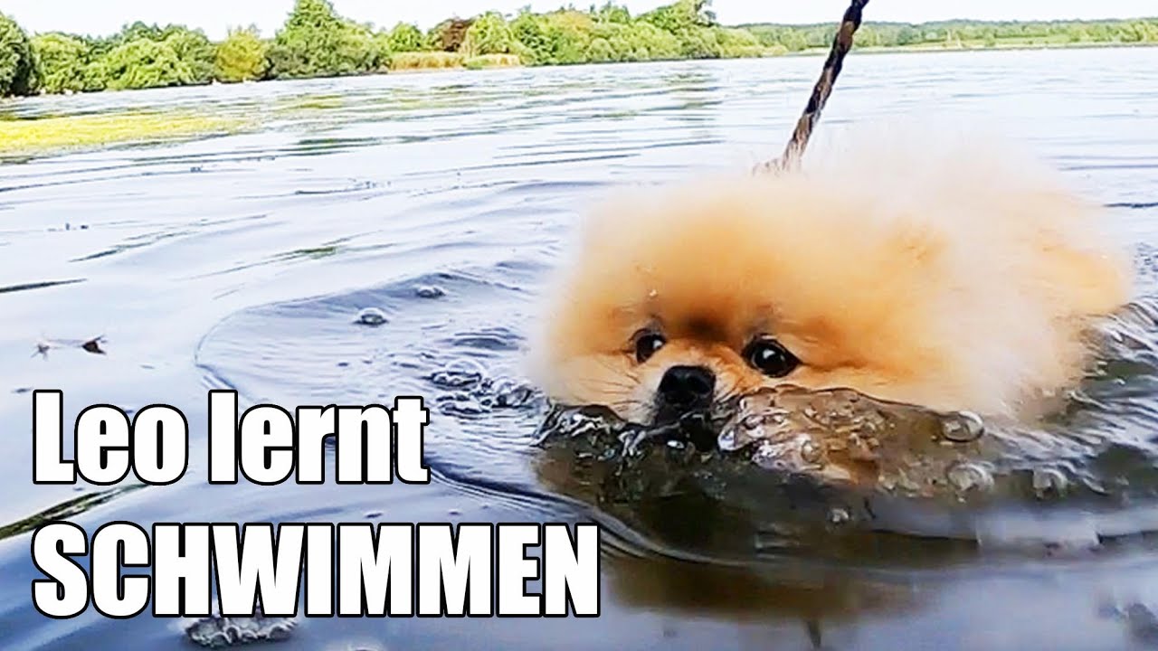 LEO lernt SCHWIMMEN 😎 AddiHabibi Vlog