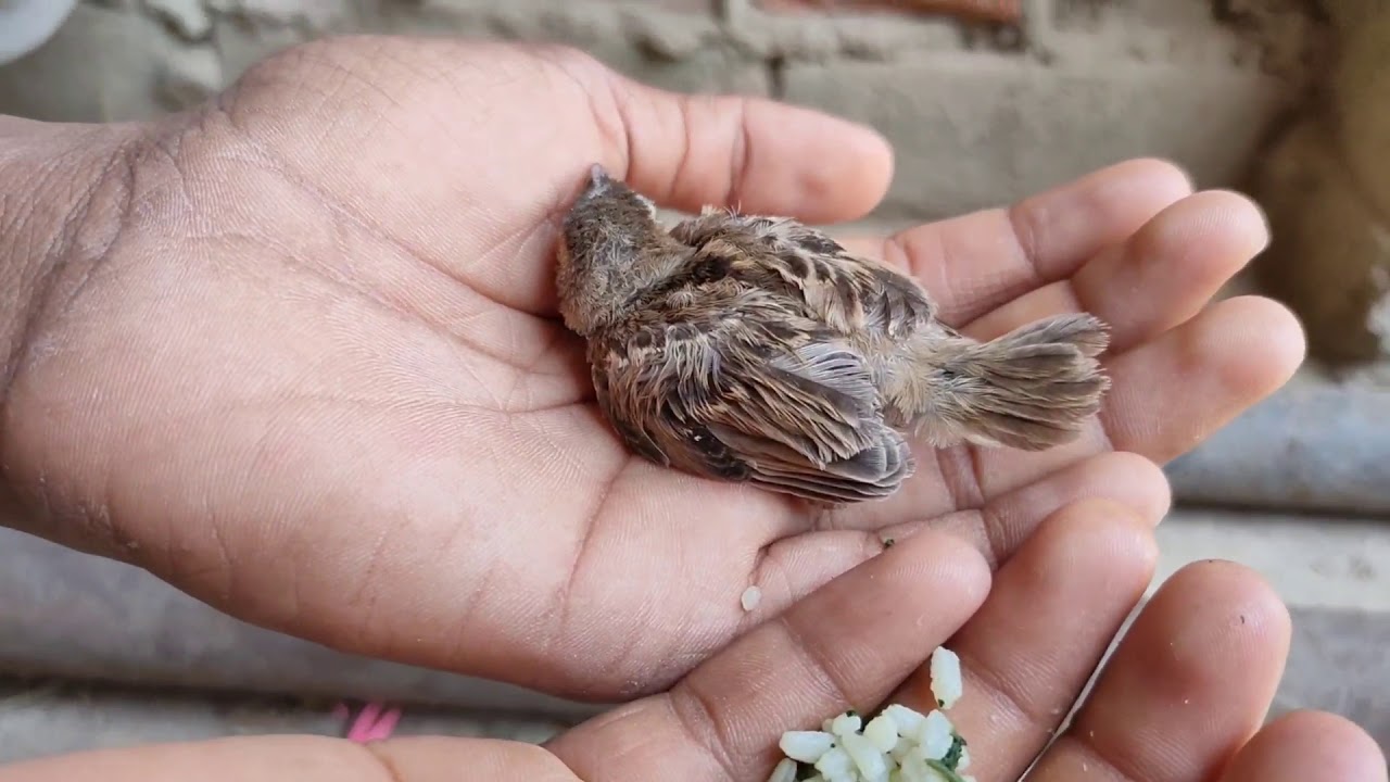 Sparrow baby birds fall from nest ! How to save baby Sparrow