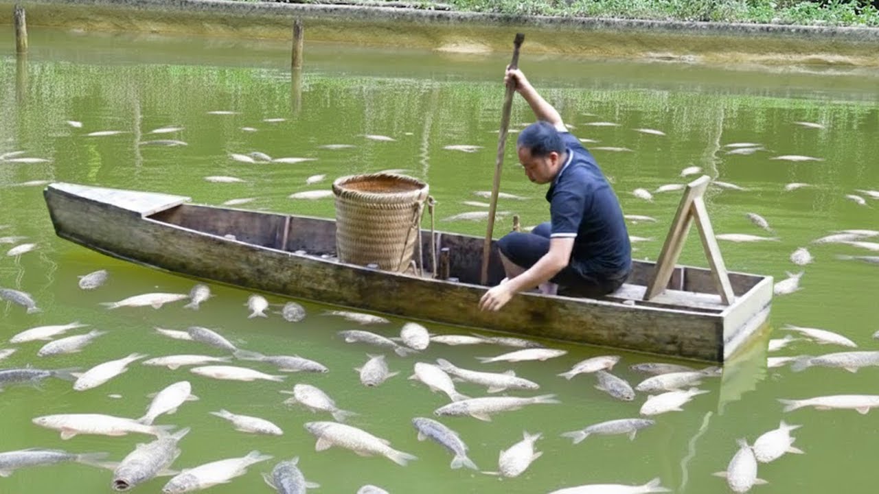 Mysterious Overnight Fish Disaster: Thousands Die, Leaving Duong With Nothing