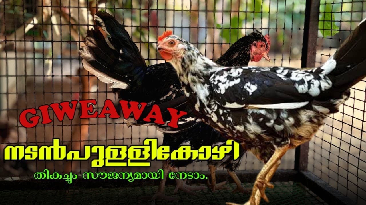 Giveaway 🐥നിങ്ങൾക്ക് free ആയി പുള്ളിക്കോഴി വേണോ 🐥ഇത്ര മാത്രം ചെയ്താൽ മതി 🐥Vismaya lokam nadankozhi 🐥