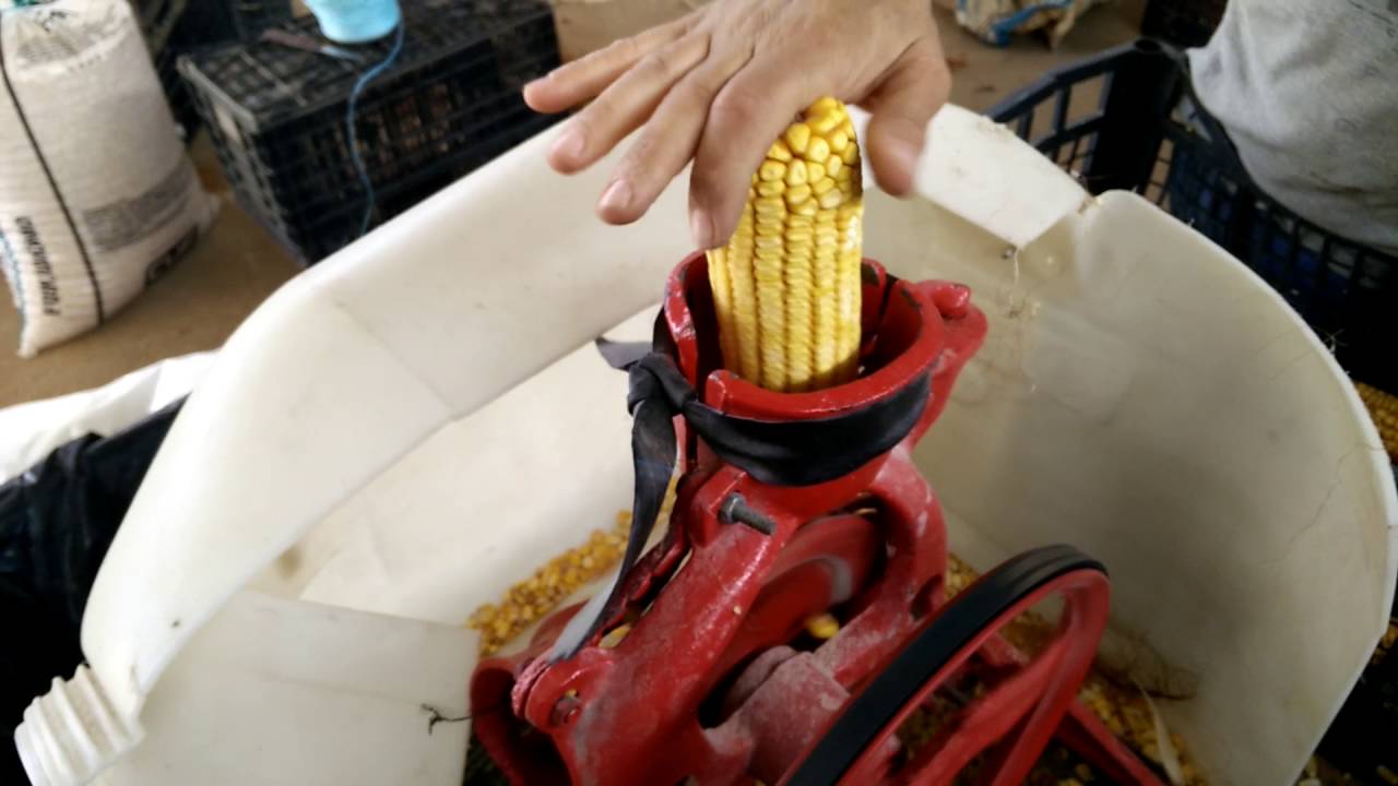 Debulhar milho com m&aacute;quina alterada em casa