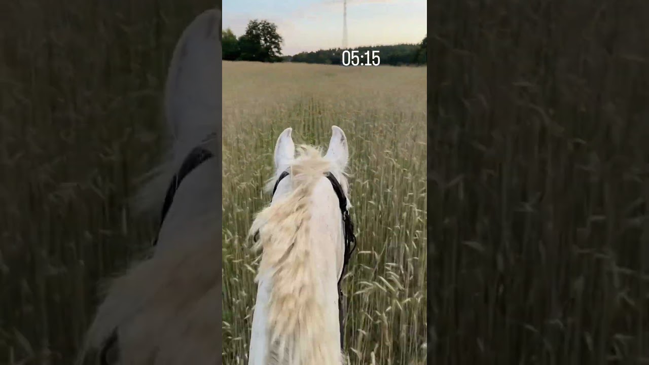 Byliście kiedyś tak wcześnie w terenie? #horse #equestrian #horselover #horserider #riding