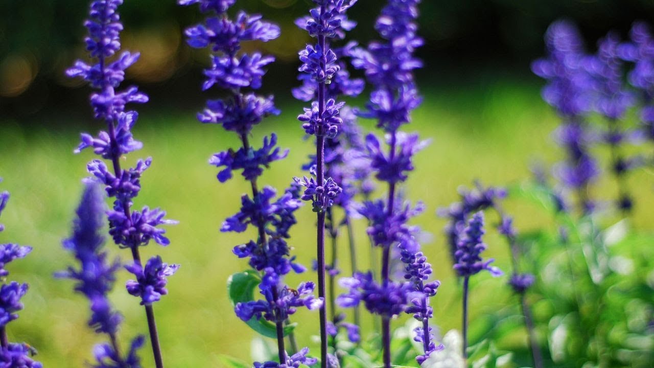 Composición floral con salvias - Bricomanía