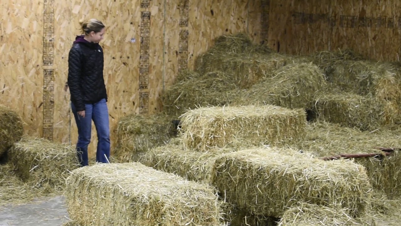 Masters level barn hunt @abitaboutkit