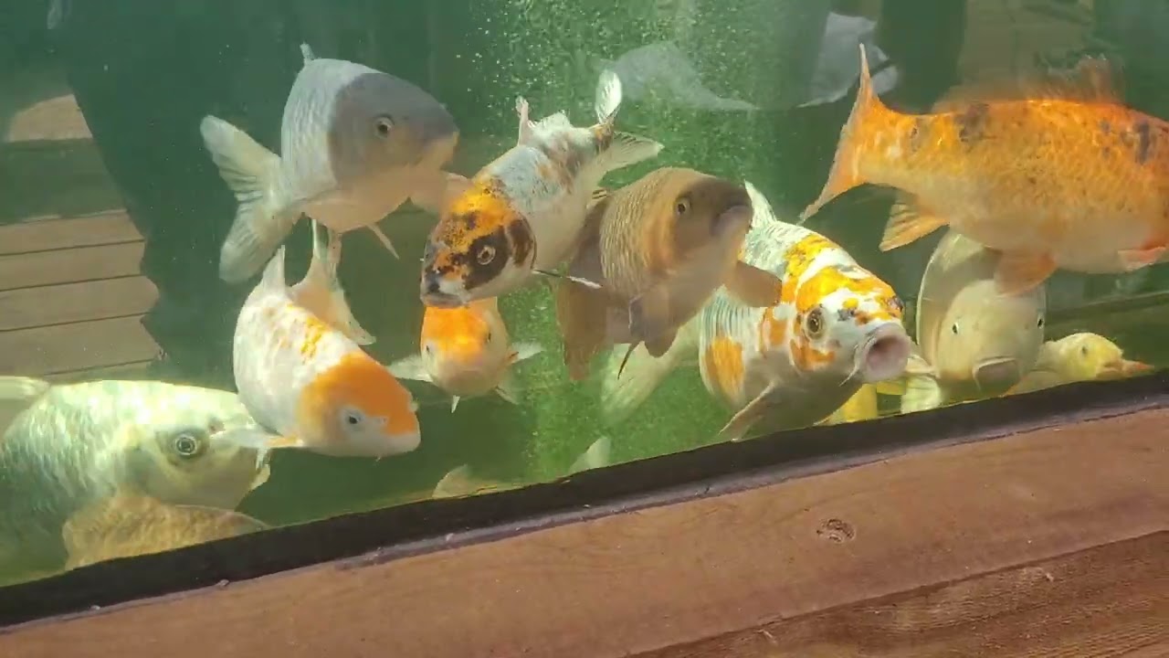 Украшение пруда табличками и знаками