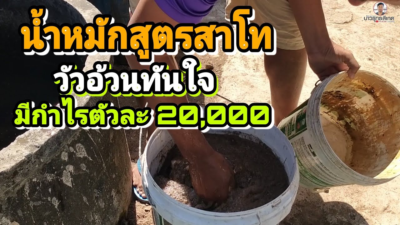 น้ำหมักสูตรสาโท ใช้เลี้ยงวัวอ้วนทันใจ มีกำไรดี ประหยัดต้นทุน