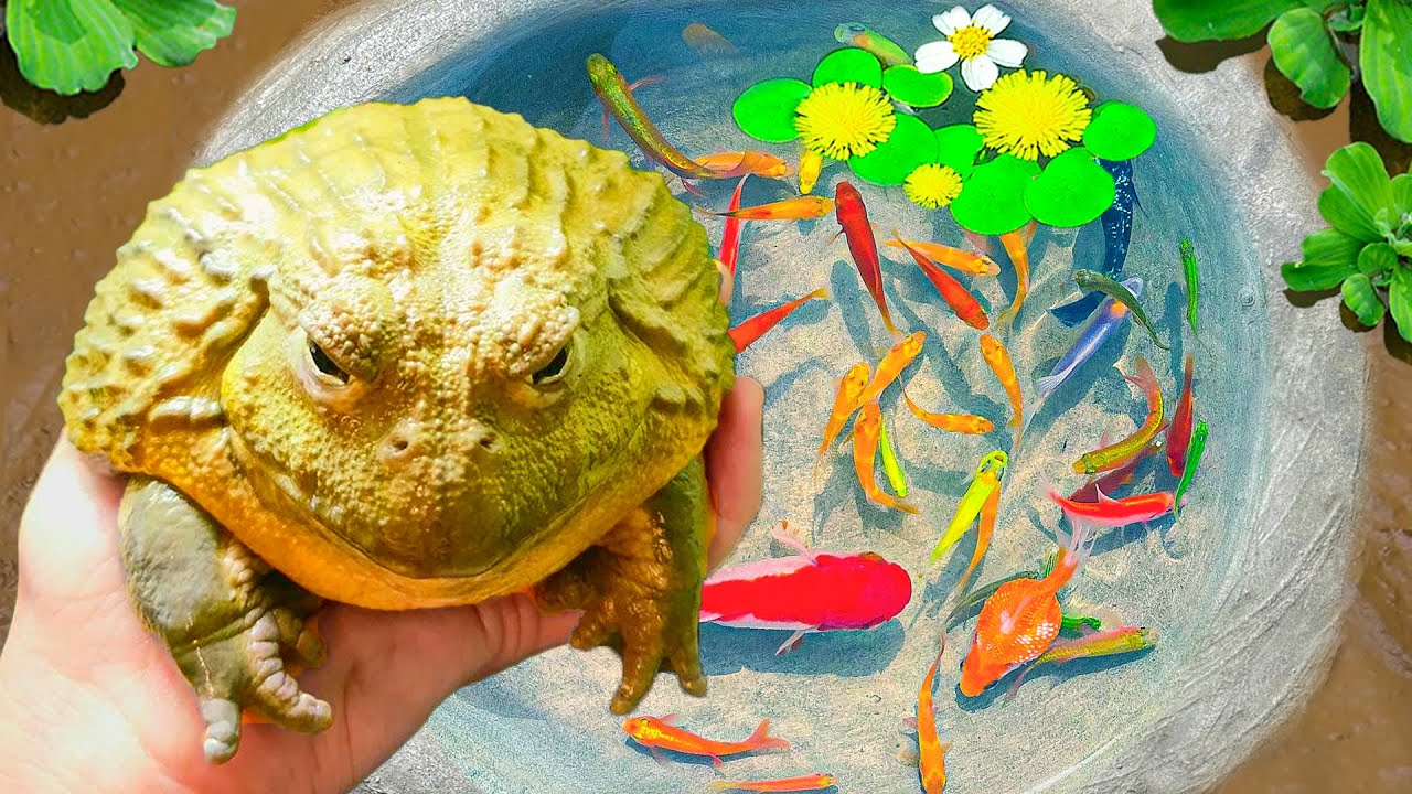 Ловля декоративных лягушек в сюрпризах: разноцветные икринки, банановые рыбки, жёлтые гуппи, крев...