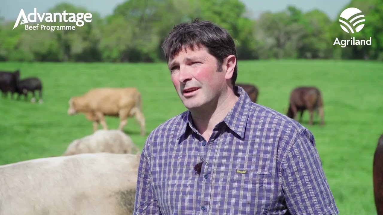 See how this Kilkenny-based suckler farmer is adding €8,000 to his cattle sales every year