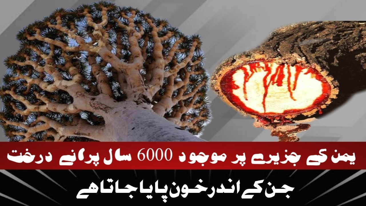 Dragon Blood Trees Socotra Yemen | World Most Mysterious Tree