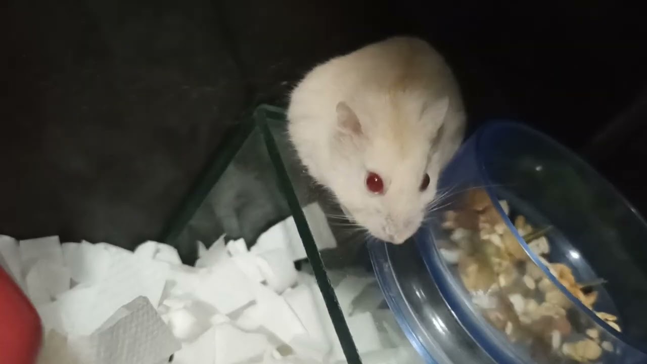 Hamster Winter Golden Red Eye