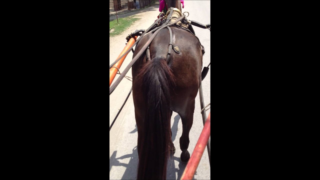 Horse Riding Village Barazai video 4