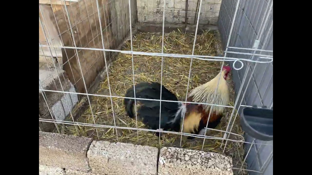 Gallos giros copetones 